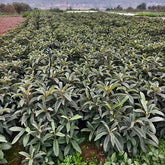 Big Five Star Loquat Plant